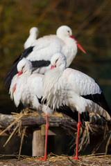 Weißstorchenpaar