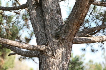 Fototapeta premium Tree on sky background