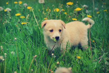 puppy outdoors