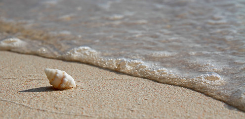 Single Spiral Shell on a Beach