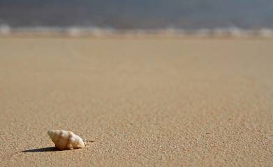 Single Spiral Shell on a Beach
