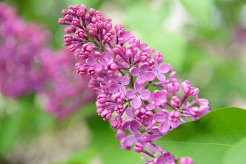 Lilac flowers outdoors