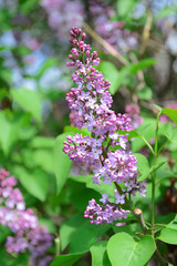 Fototapeta na wymiar Lilac flowers outdoors