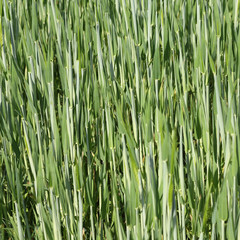 Getreidefeld im Frühjahr