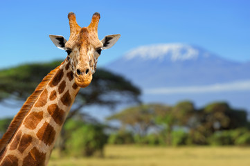 Żyrafa przed górą Kilimandżaro - obrazy, fototapety, plakaty