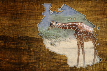 Obraz premium Tanzania Wildlife Map Design