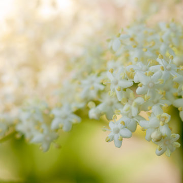 Holunderbl&uuml;ten