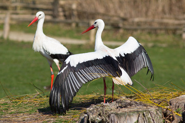 Weißstorch im Tanz