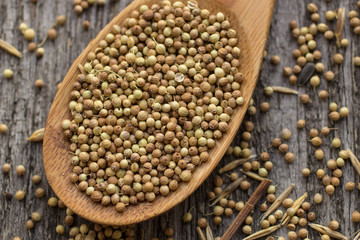 coriander