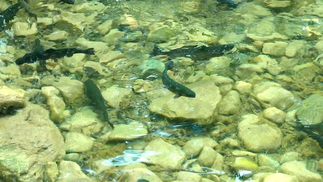 arctic char