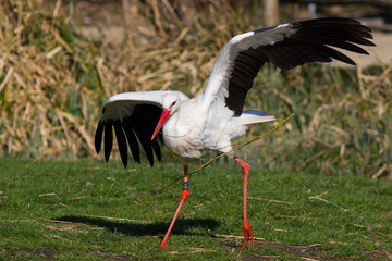 Weißstorch im Tanz