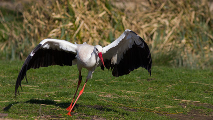 Weißstorch im Tanz