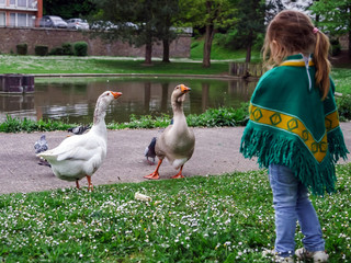 Cute little girl and geeses