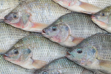 Nile Tilapia