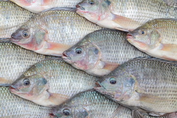 Nile Tilapia
