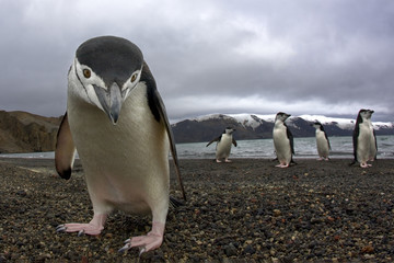 Pingouin de l& 39 Antarctique
