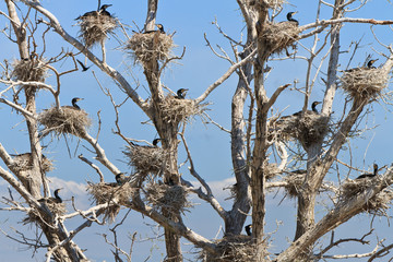 cormorant nests in a tree