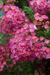 garden and chateau La Chatonniere near Villandry. Loire Valley