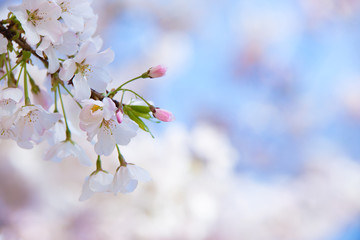Closeup of cherry tree blossoms in spring