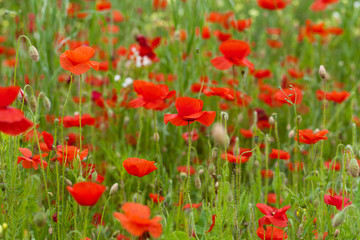 Fototapeta na wymiar landscape with red poppies among the meadow