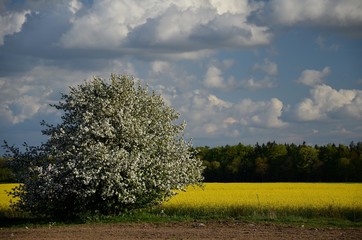 Wiosenne pejzaże © Pio Si