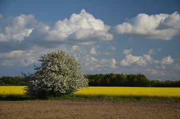 Wiosenne pejzaże © Pio Si