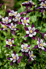 Aquilegia flowers