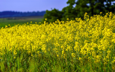 Colorful rural landscape with yellow bittercress fields
