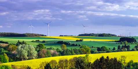 Colorful rural landscape with yellow bittercress fields
