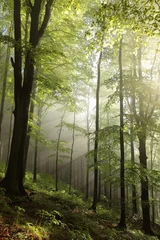 Raamstickers Spring deciduous forest at dawn in misty weather © Aniszewski