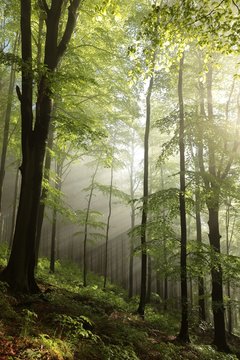 Fototapeta Spring deciduous forest at dawn in misty weather