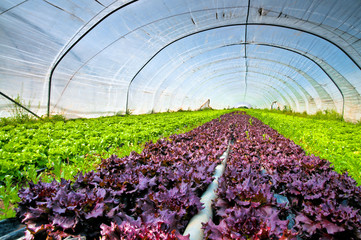 Salad in a greenhouse