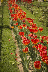 Red tulips
