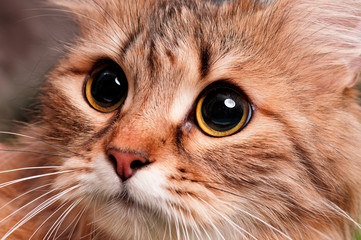 Cat portrait