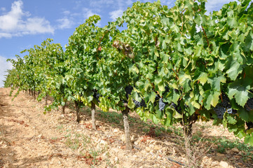 Fototapeta na wymiar Grapes in a vineyard, La Rioja (Spain)