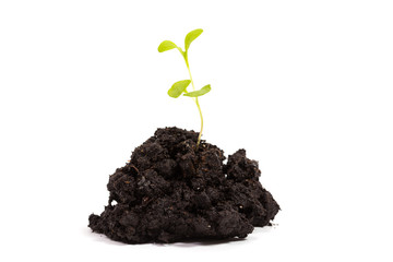 Heap dirt with a green plant sprout
