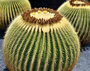 Big Cactuses.