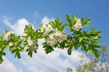 Weißdorn - Crataegus