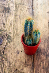 Cactus plant with thorns