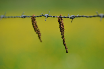 Fototapeta premium Catkin hanging from a barbed wire fence