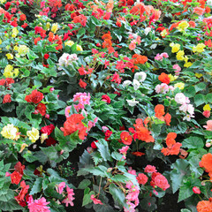 Blossoming flowerbeds