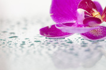 Purple orchid and water drops