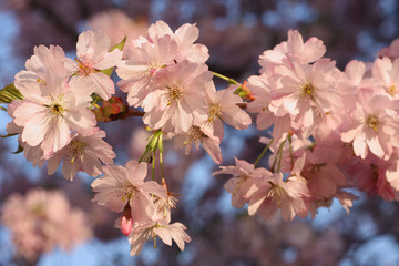 Fototapeta premium Sakura cherry flower (Prunus serrulata)