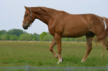 Horse in field