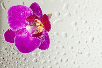 Purple orchid and water drops