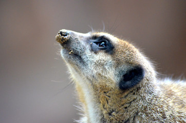 meerkat