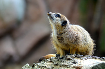 meerkat