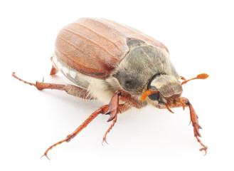 chafer