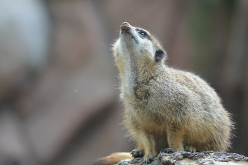 meerkat