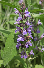 fleur de sauge
